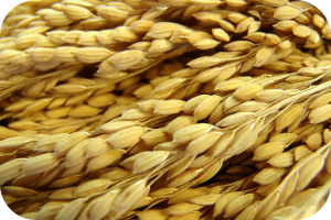 Metodo di coltivazione